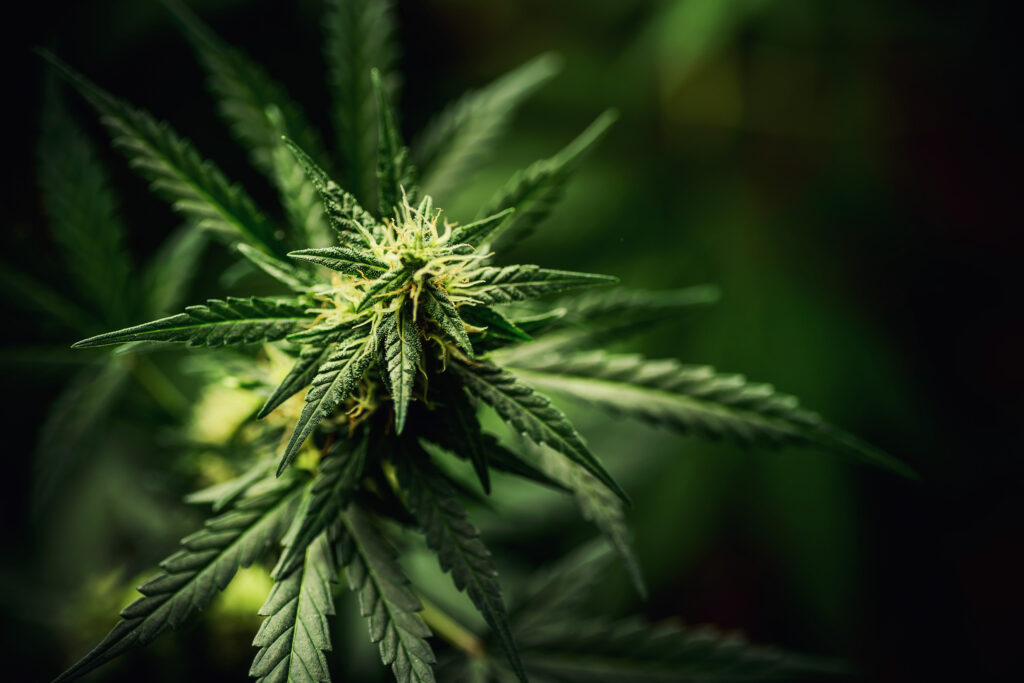 Close up of a marijuana bud flower