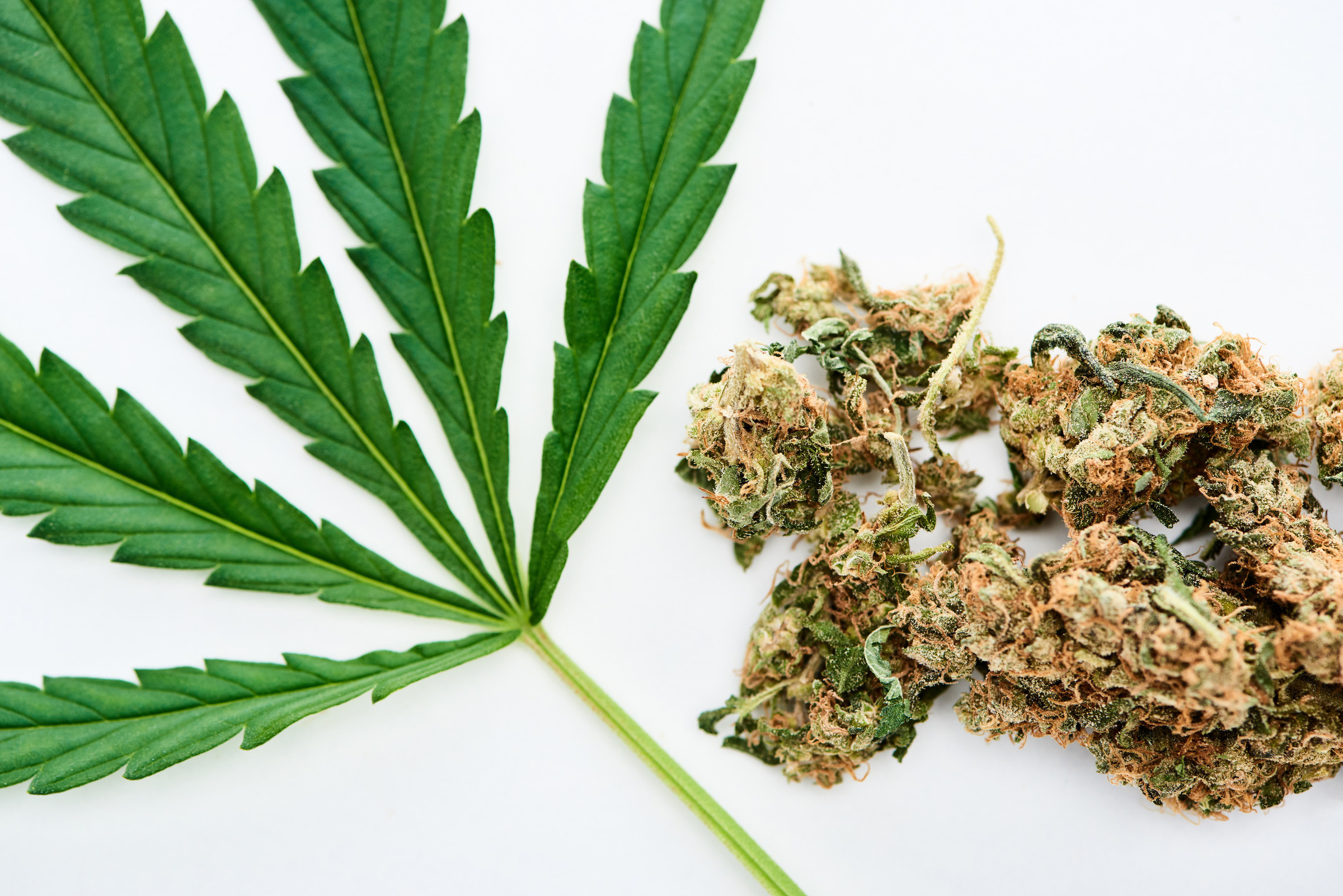 top-view-of-green-cannabis-leaf-and-marijuana-buds