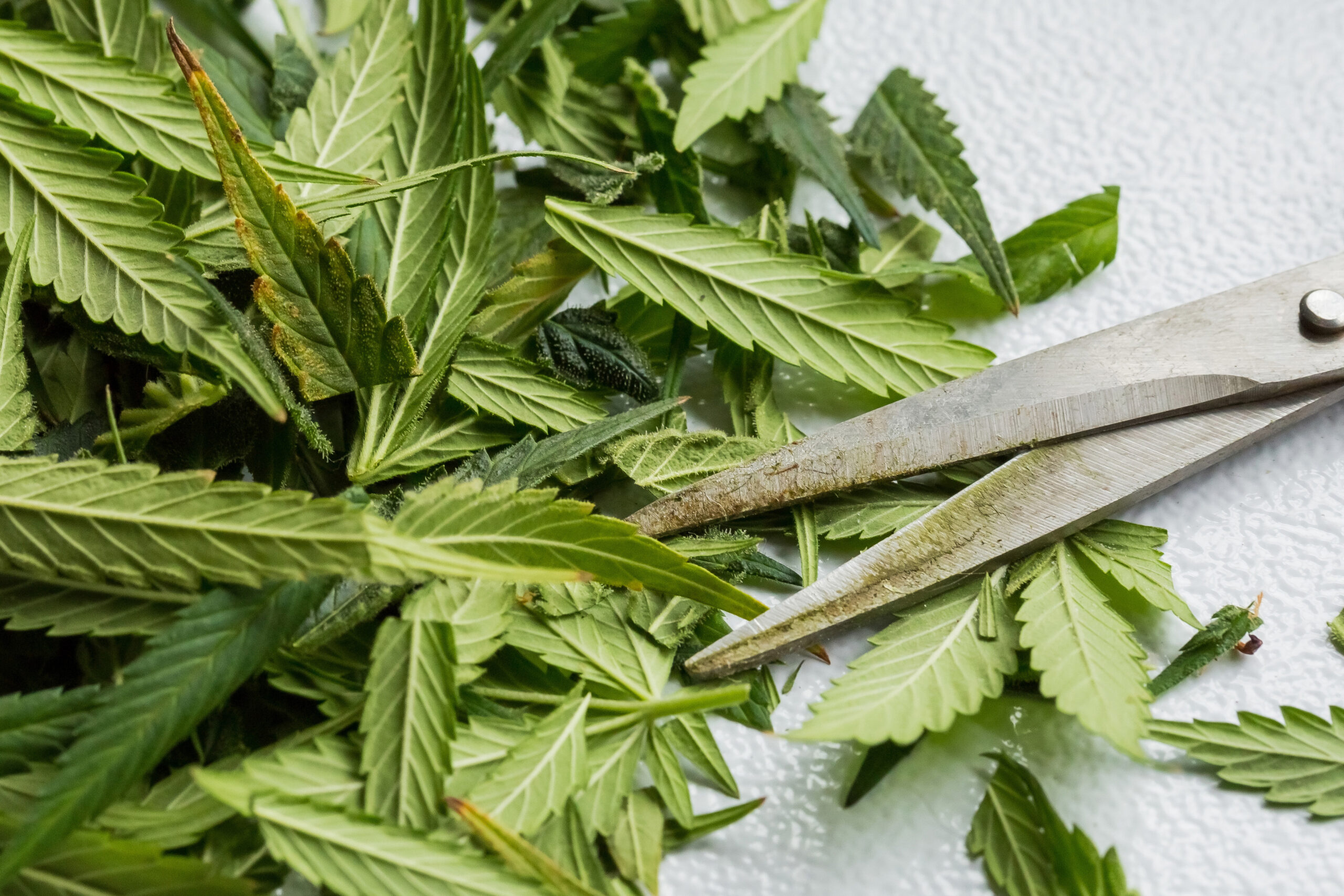 leaves-of-cannabis-with-scissors-on-a-white-surfac