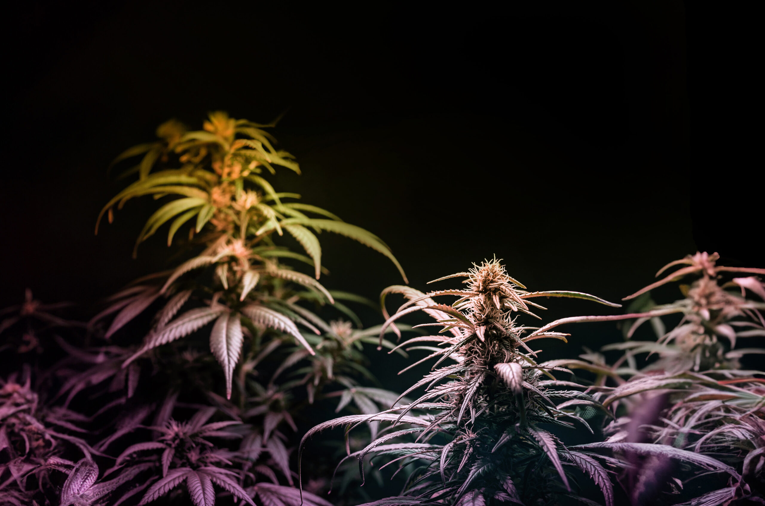 medical-marijuana-plants-forming-flower-buds-grown