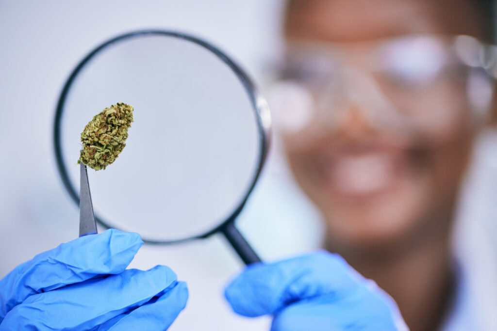 scientist-analysis-of-marijuana-bud-and-magnifyin