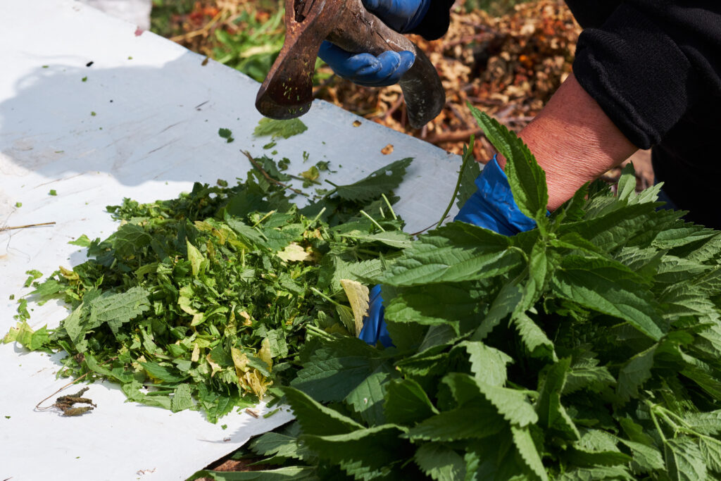 woman-picking-fresh-nettle-leaves-with-protection